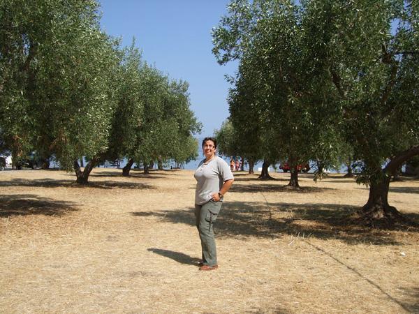 Sady oliwne "schodzą" prosto do Morza